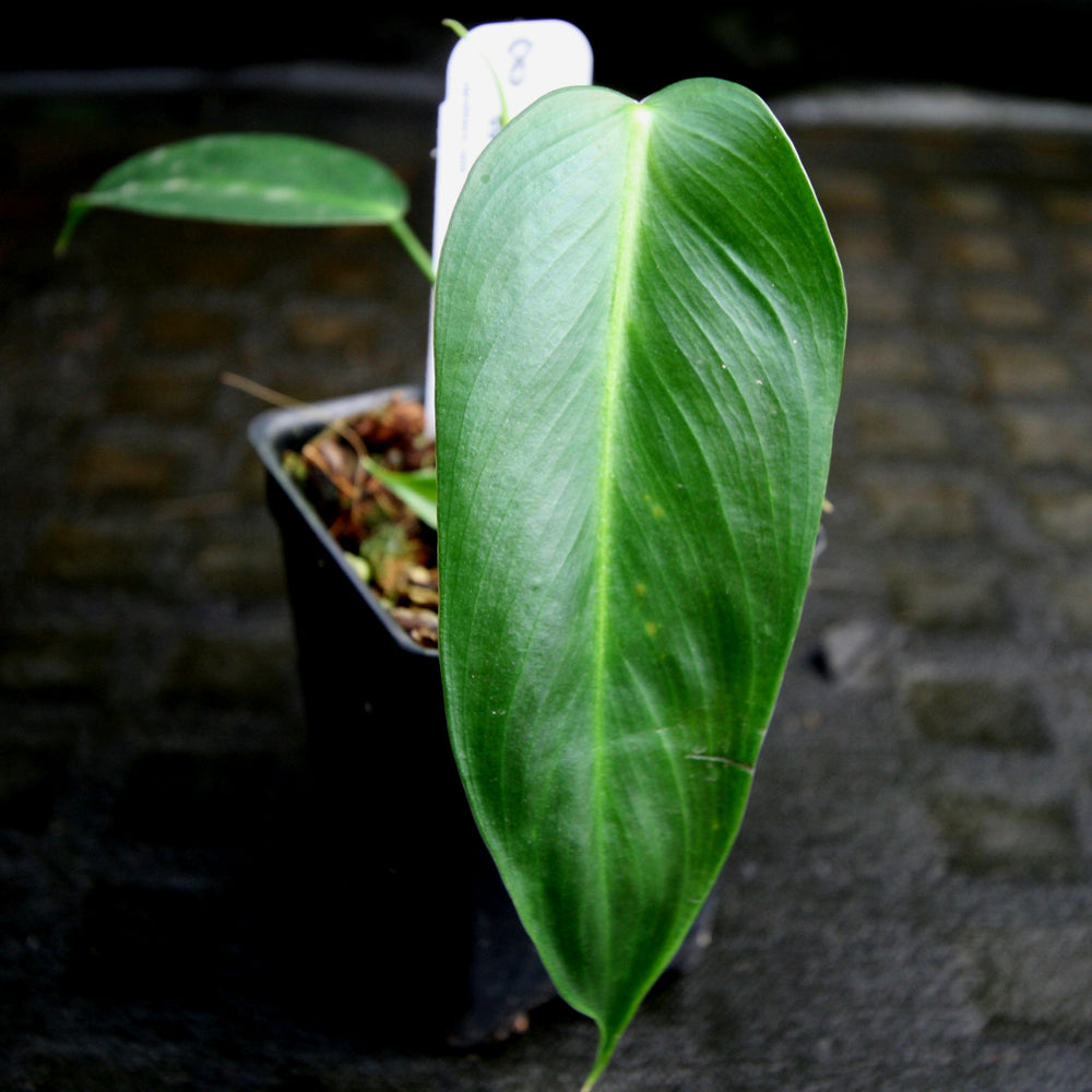 
                      
                        Philodendron esmeraldense
                      
                    