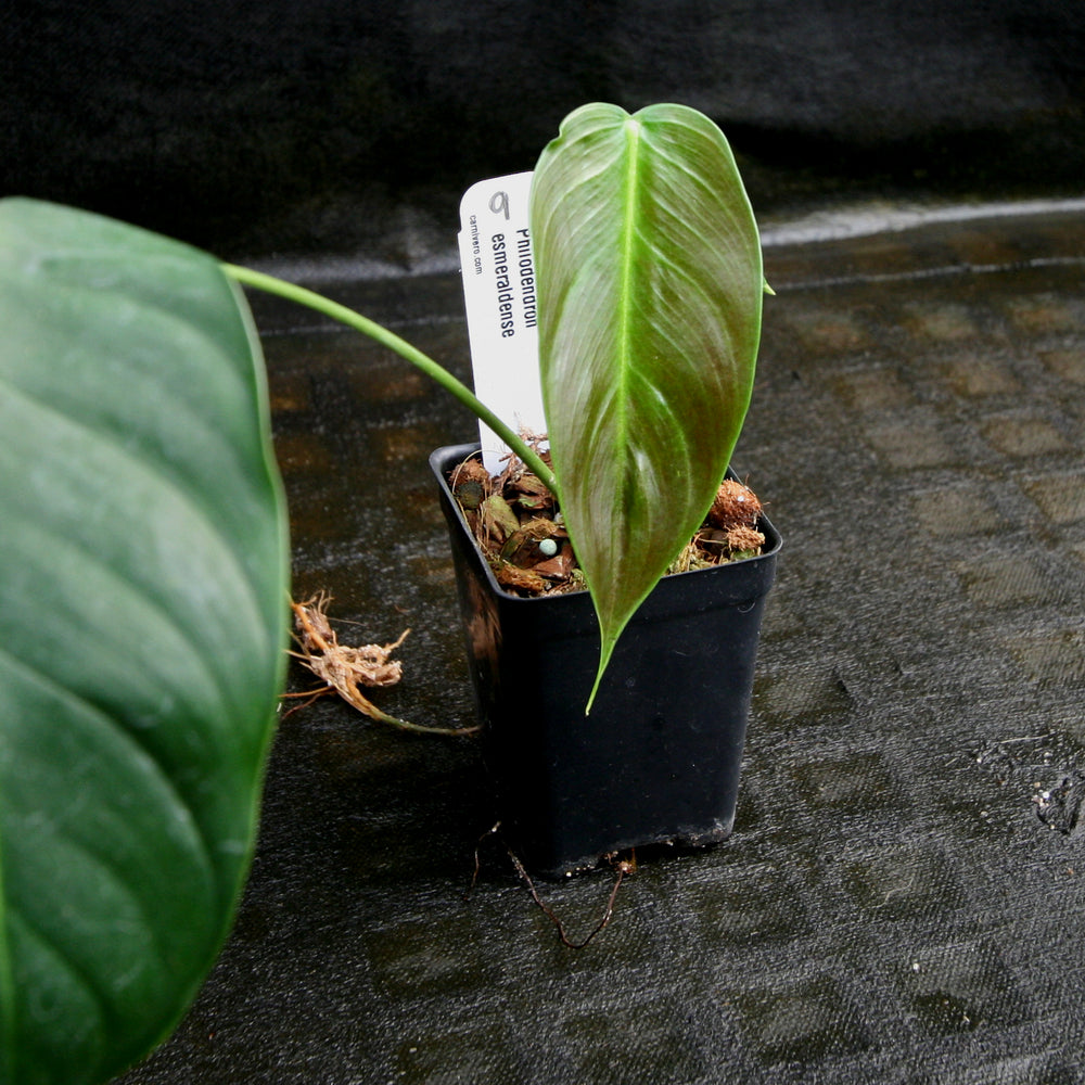 
                      
                        Philodendron esmeraldense
                      
                    