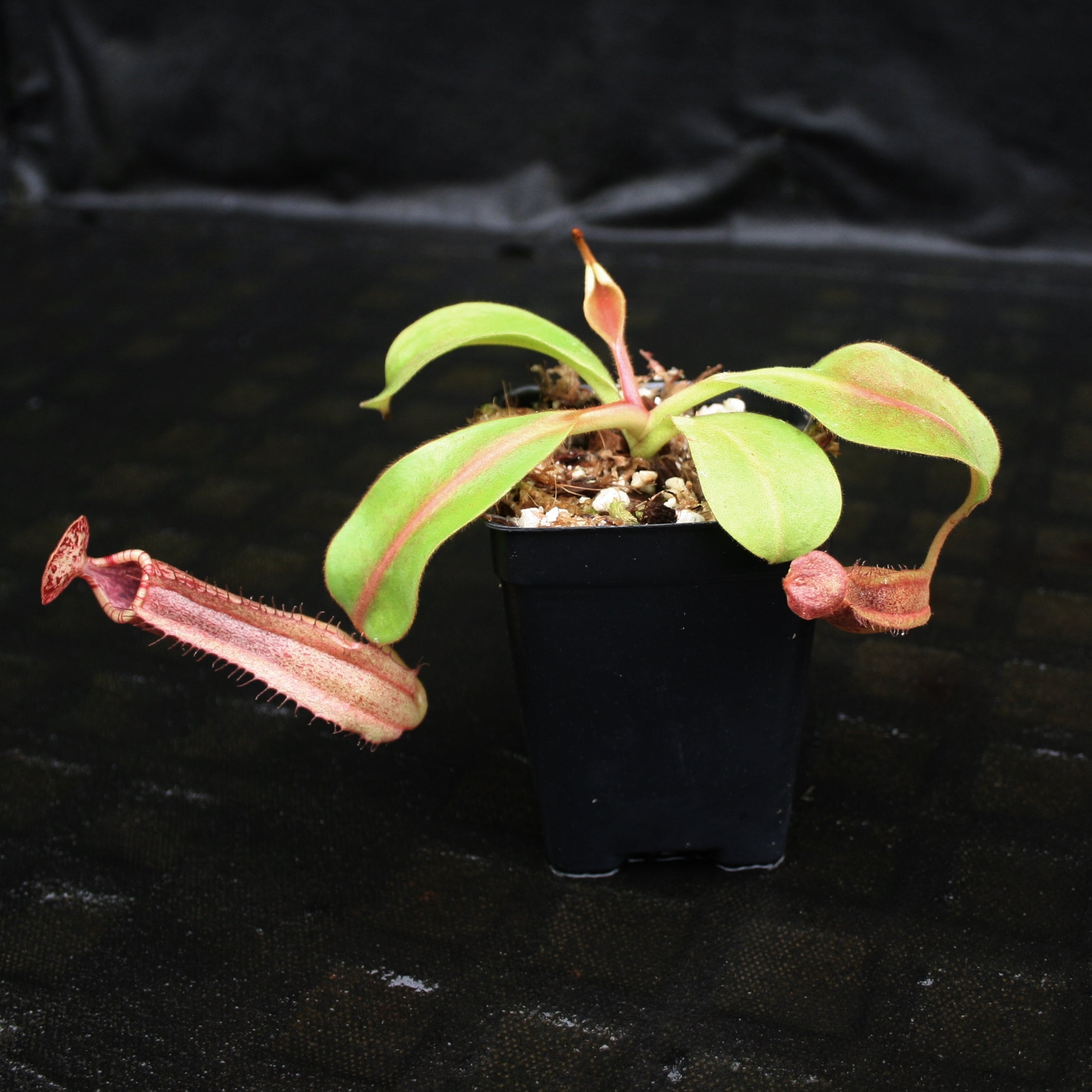 Nepenthes veitchii JB x boschiana JB, CAR-0148 – Carnivero