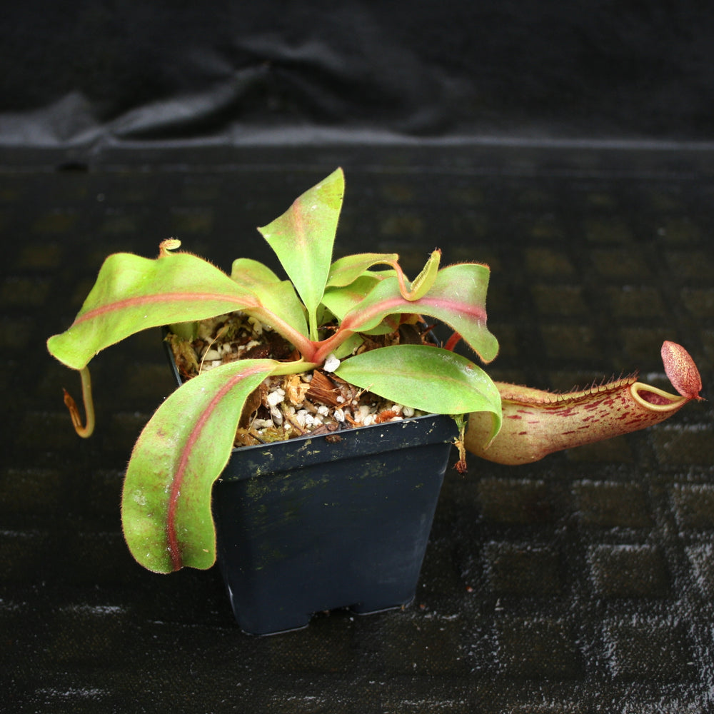 
                      
                        Nepenthes veitchii JB x boschiana JB, CAR-0148, pitcher plant, carnivorous plant, collectors plant, large pitchers, rare plants
                      
                    