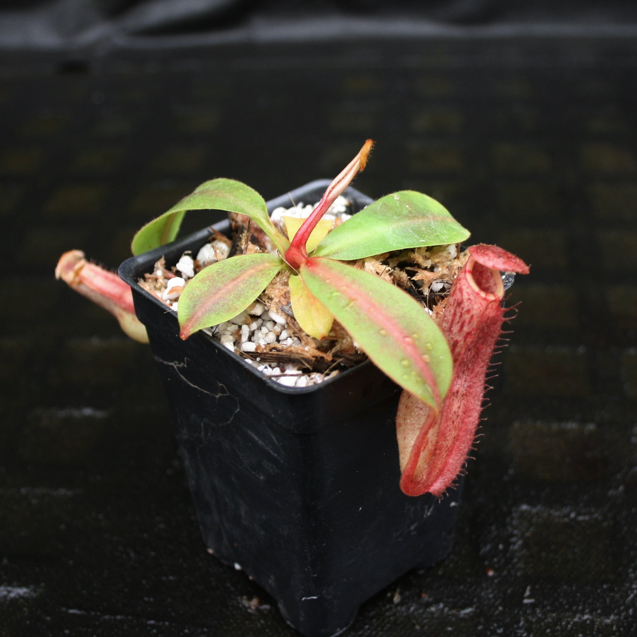 Nepenthes veitchii JB x boschiana JB, CAR-0148 – Carnivero