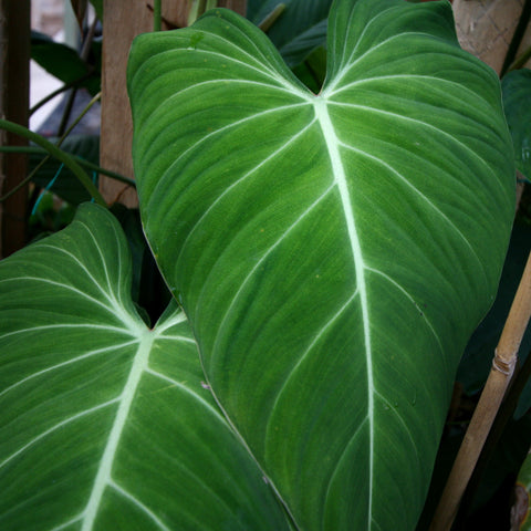 Close up of a Philodendron Glorious leaf with bright white midrib and bold venation