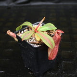 Nepenthes veitchii JB x boschiana JB, CAR-0148