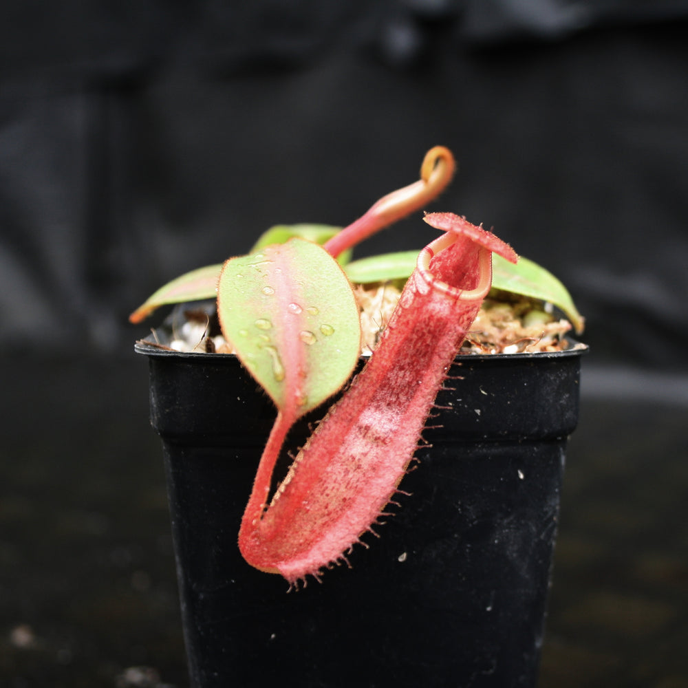 
                      
                        Nepenthes veitchii JB x boschiana JB, CAR-0148, pitcher plant, carnivorous plant, collectors plant, large pitchers, rare plants
                      
                    