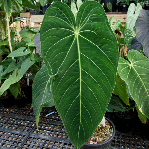 Dark green heart shaped leaf with bright pale veins radiating from the central midrib.