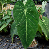 Anthurium aff. cirinoi "Hawaii", CAR-0325