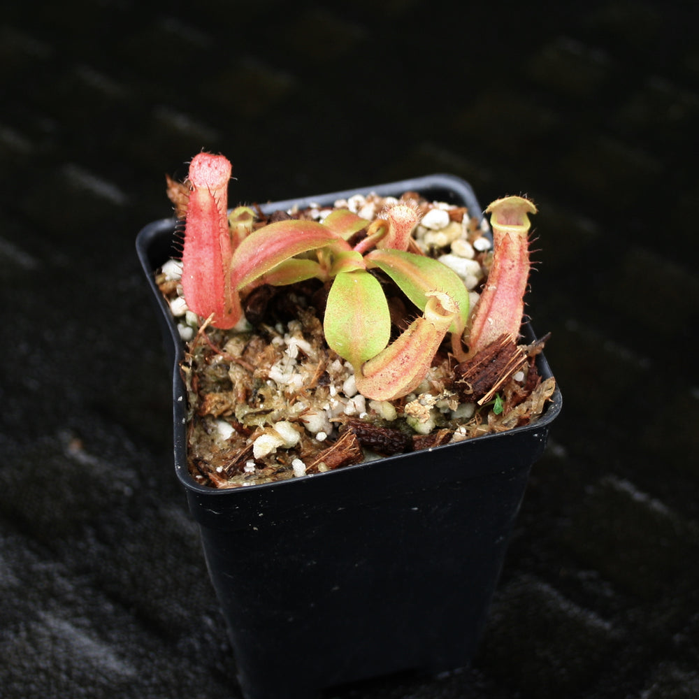 
                      
                        Nepenthes veitchii JB x boschiana JB, CAR-0148, pitcher plant, carnivorous plant, collectors plant, large pitchers, rare plants
                      
                    