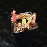 Nepenthes veitchii JB x boschiana JB, CAR-0148
