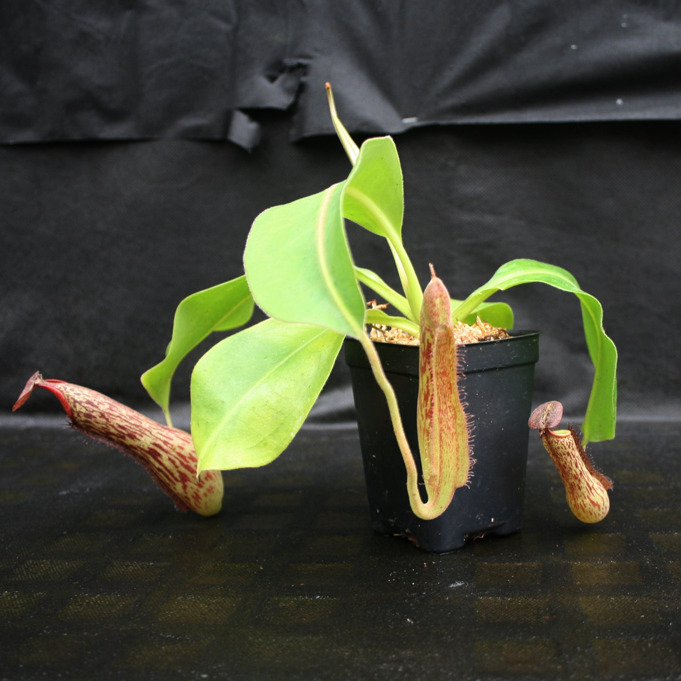Nepenthes Marpesa x boschiana JB, CAR-0141 – Carnivero