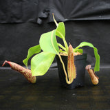 Nepenthes Marpesa x boschiana JB, CAR-0141