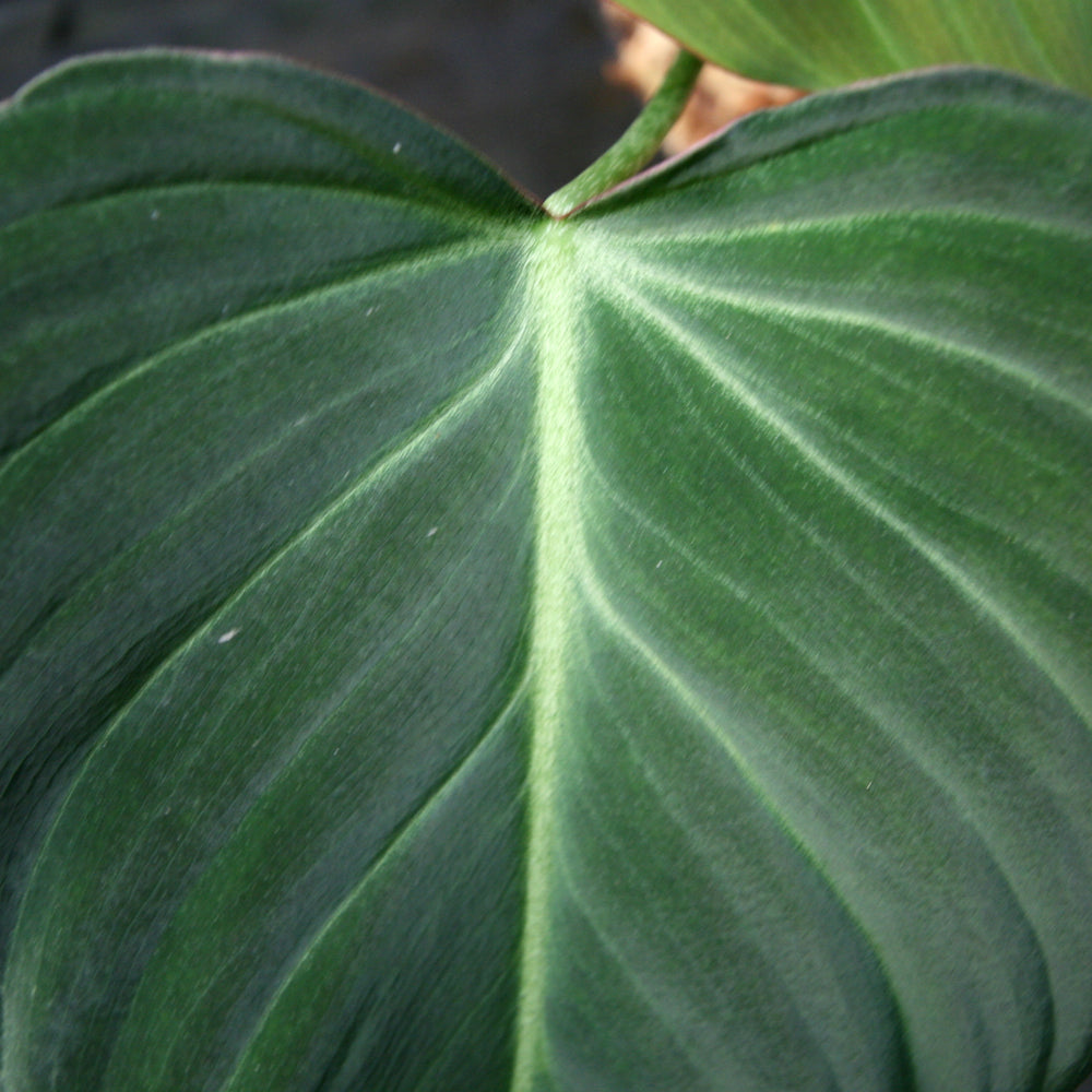 philodendron glorious hybrid Philodendron Glorious (gloriosum x melanochrysum) – Carnivero