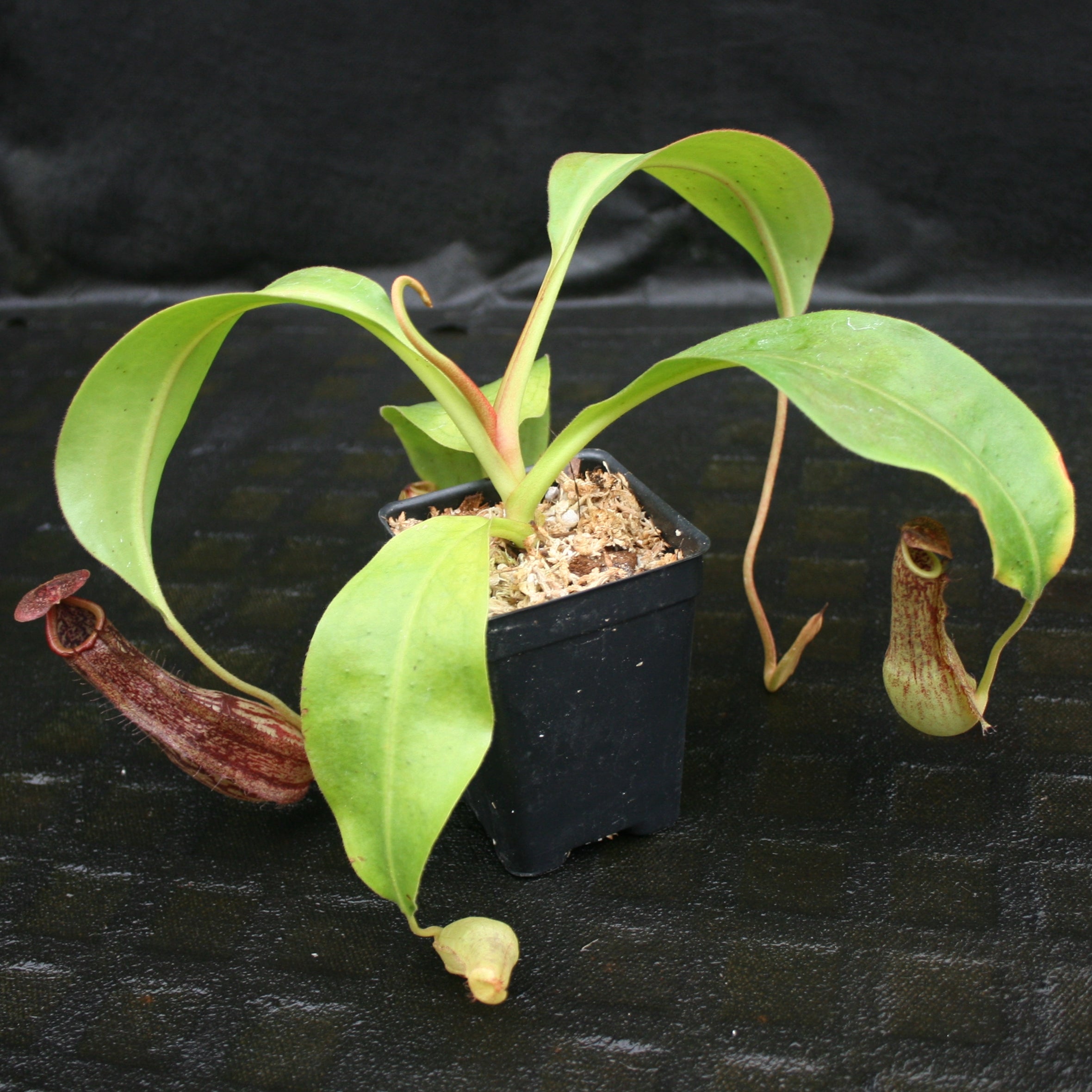Nepenthes Marpesa x boschiana JB, CAR-0141 – Carnivero