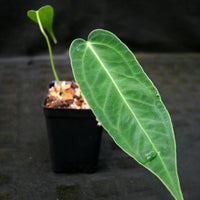 Anthurium aff. cirinoi "Hawaii", CAR-0325