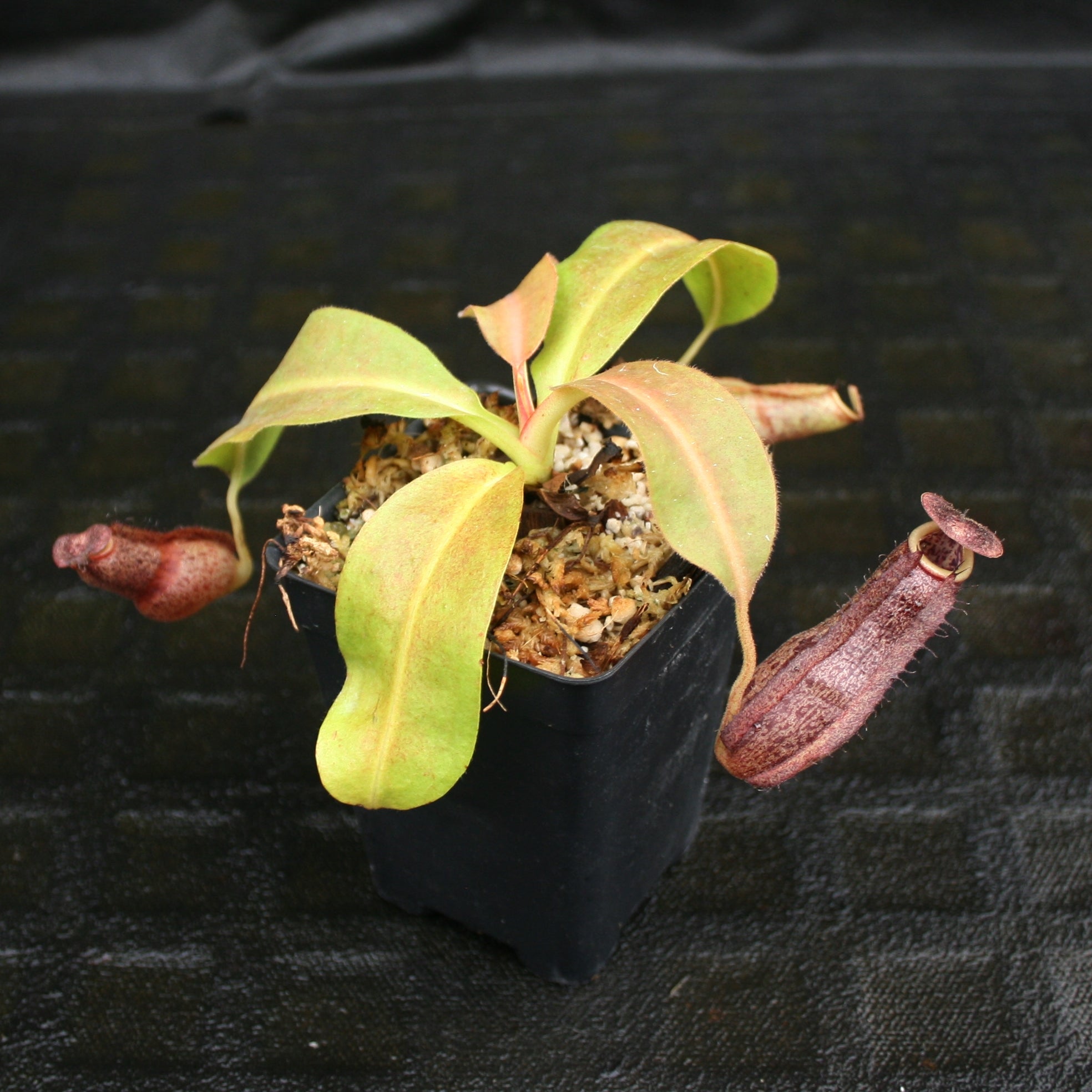 Nepenthes Marpesa x boschiana JB, CAR-0141 – Carnivero