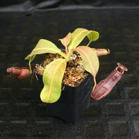 Nepenthes Marpesa x boschiana JB, CAR-0141