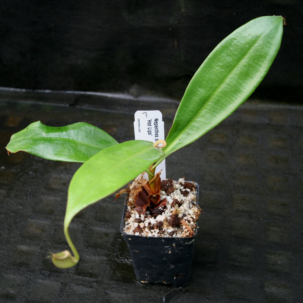 
                      
                        Nepenthes ampullaria "Hot Lips"
                      
                    