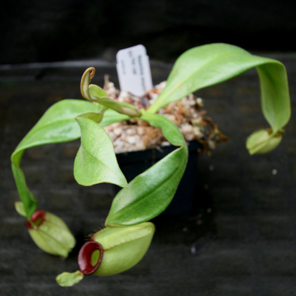 
                      
                        Nepenthes ampullaria "Hot Lips"
                      
                    