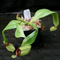 Nepenthes ampullaria "Hot Lips"