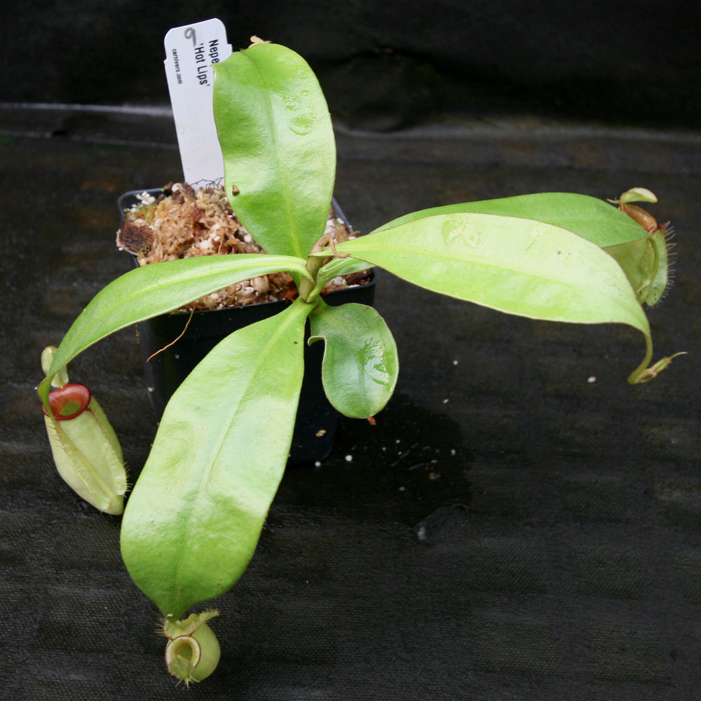 
                      
                        Nepenthes ampullaria "Hot Lips"
                      
                    
