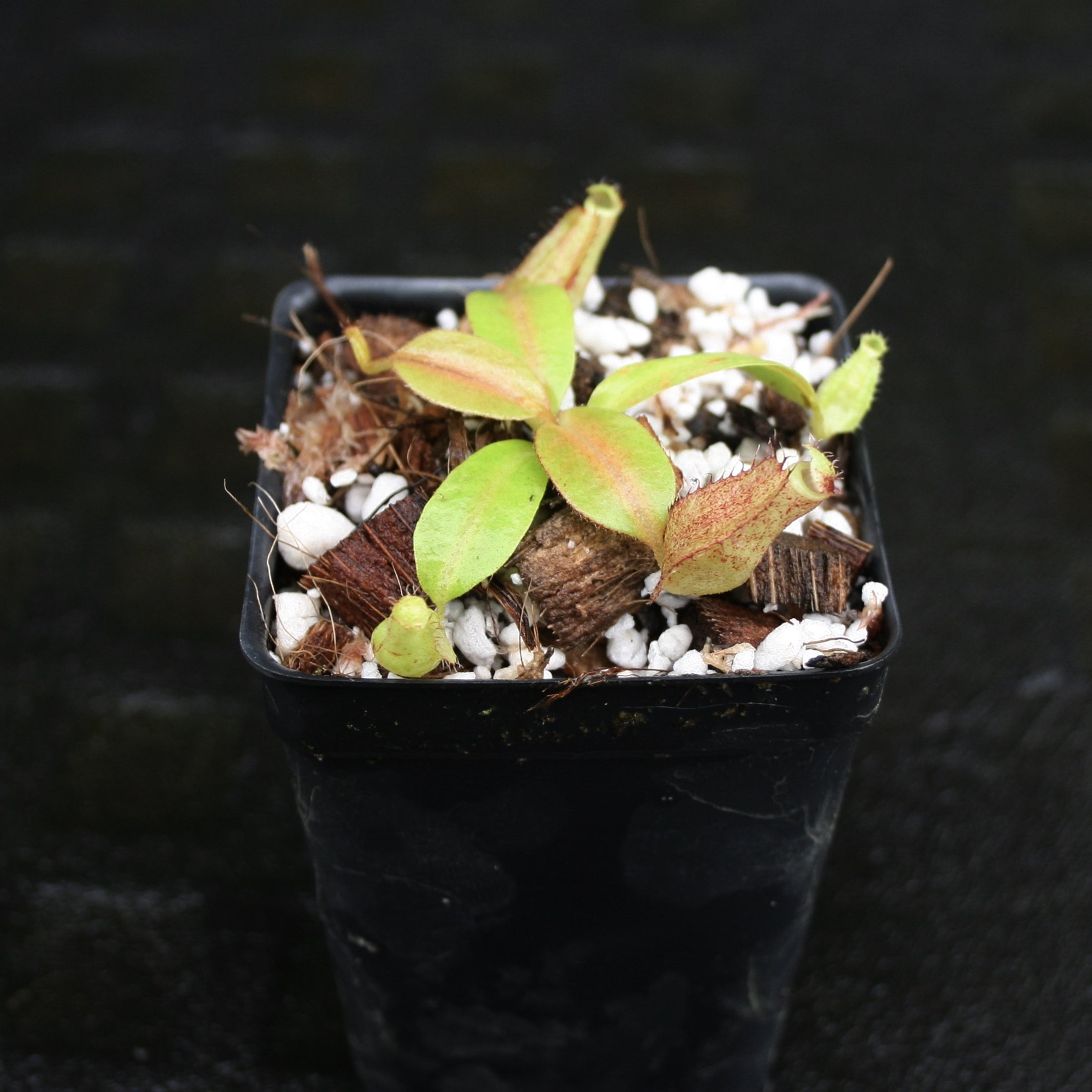 パルナシウス・エバースマニ（メス、ロシア産） Nepenthes Marpesa x boschiana JB, CAR-0141 – Carnivero