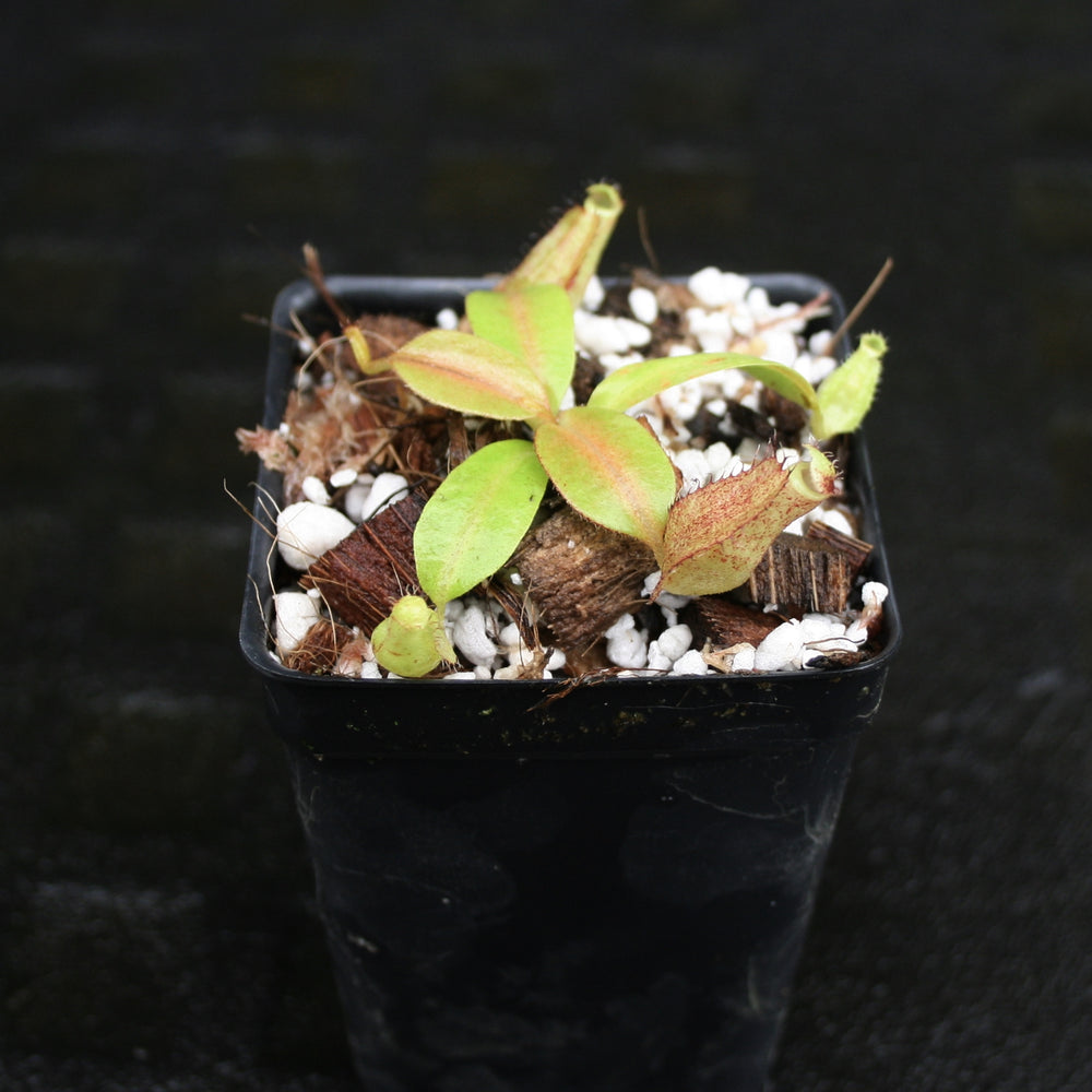 
                      
                        Nepenthes Marpesa x boschiana JB, CAR-0141
                      
                    