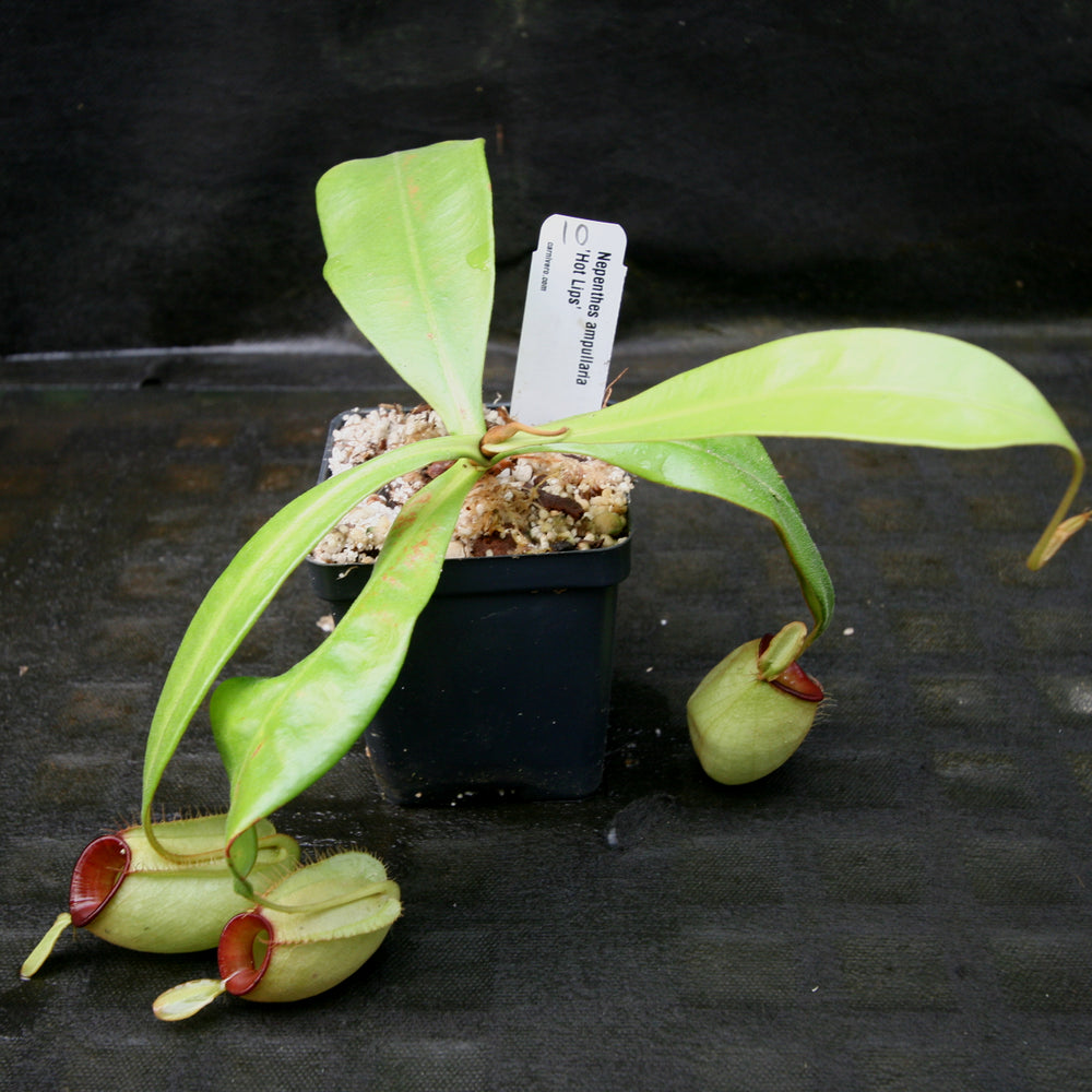 
                      
                        Nepenthes ampullaria "Hot Lips"
                      
                    