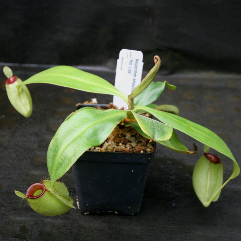 
                      
                        Nepenthes ampullaria "Hot Lips"
                      
                    