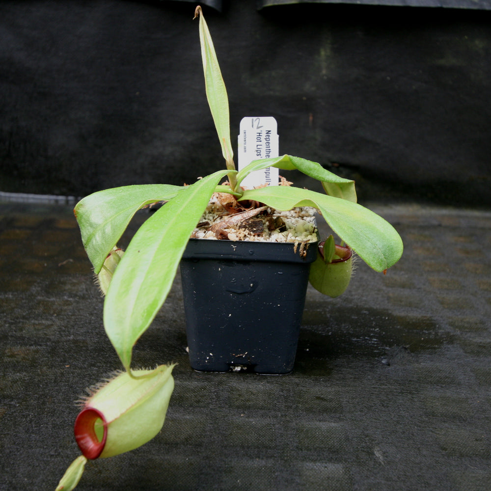 
                      
                        Nepenthes ampullaria "Hot Lips"
                      
                    