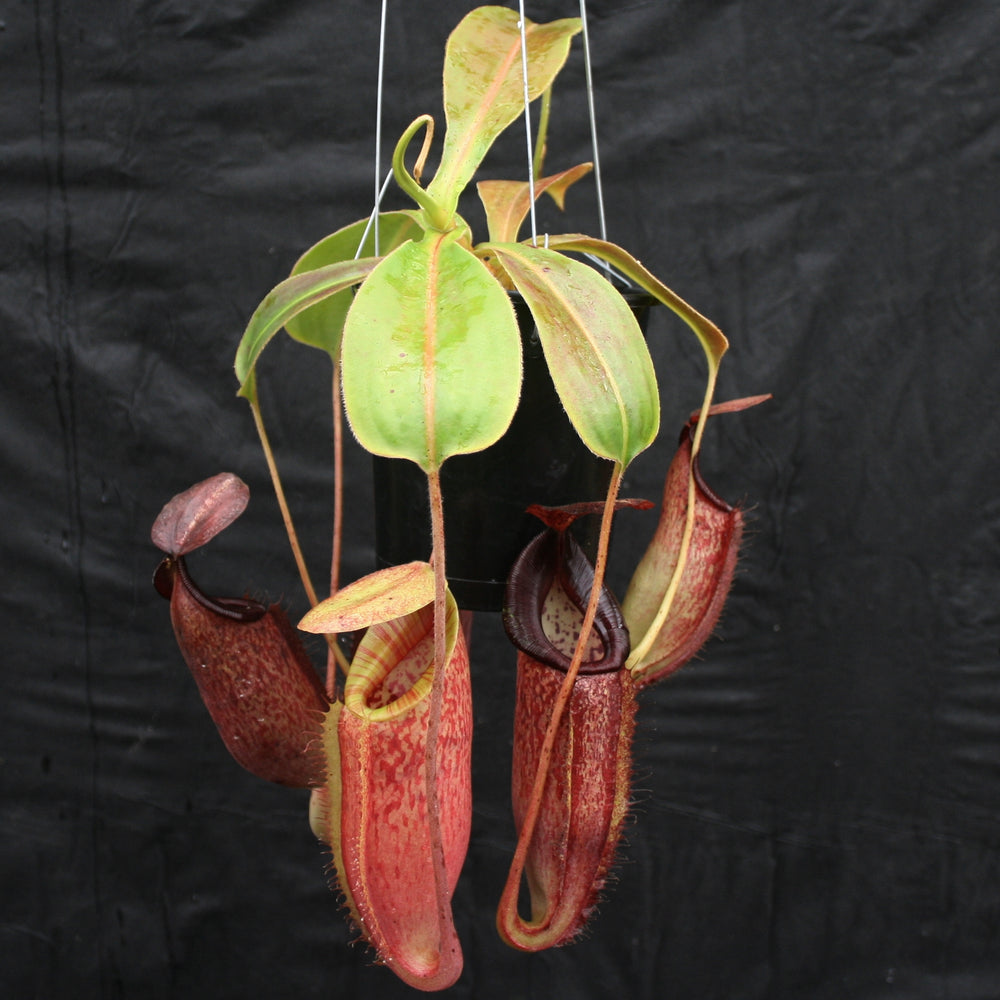
                      
                        Nepenthes glandulifera x (spathulata x jacquelineae) "BE Best", CAR-0066, pitcher plant, carnivorous plant, collectors plant, large pitchers, rare plants 
                      
                    