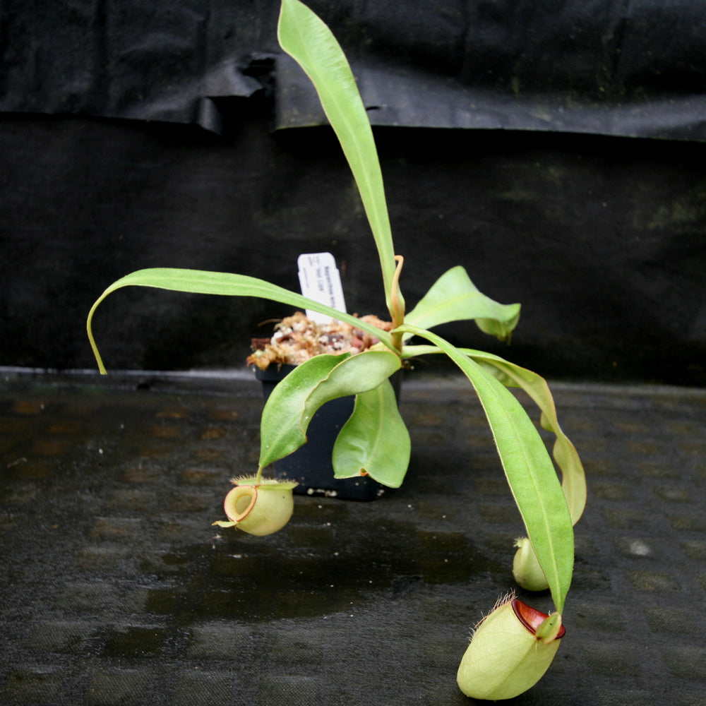 
                      
                        Nepenthes ampullaria "Hot Lips"
                      
                    