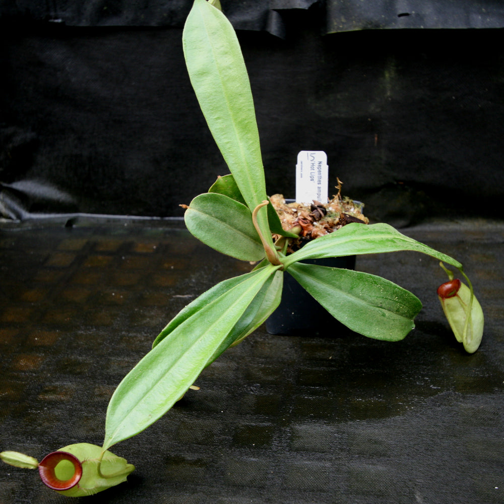 
                      
                        Nepenthes ampullaria "Hot Lips"
                      
                    