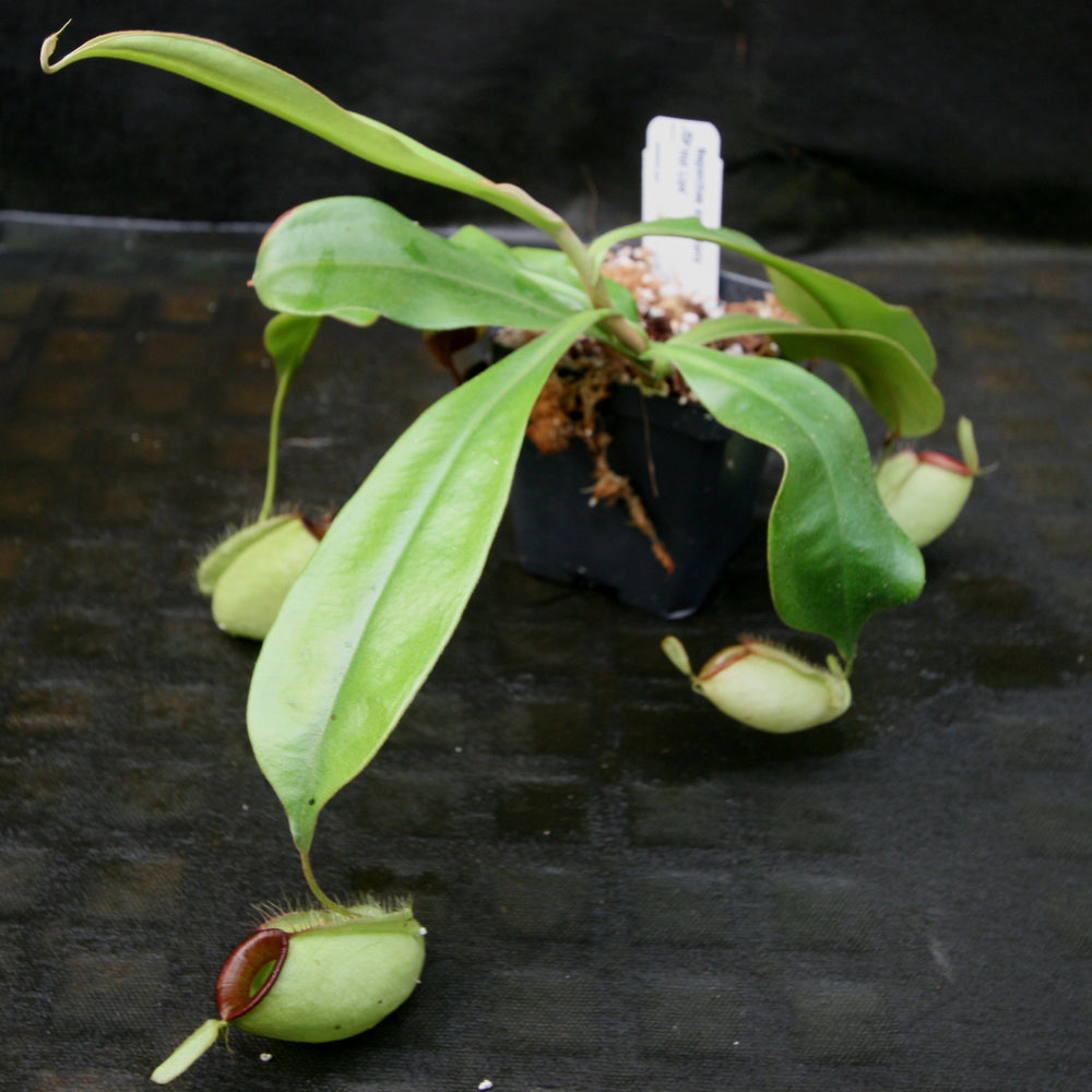 
                      
                        Nepenthes ampullaria "Hot Lips"
                      
                    