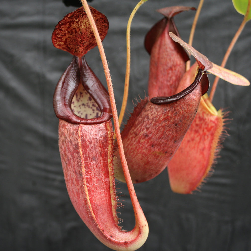 
                      
                        Nepenthes glandulifera x (spathulata x jacquelineae) "BE Best", CAR-0066, pitcher plant, carnivorous plant, collectors plant, large pitchers, rare plants 
                      
                    