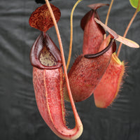 Nepenthes glandulifera x (spathulata x jacquelineae) "BE Best", CAR-0066, pitcher plant, carnivorous plant, collectors plant, large pitchers, rare plants 