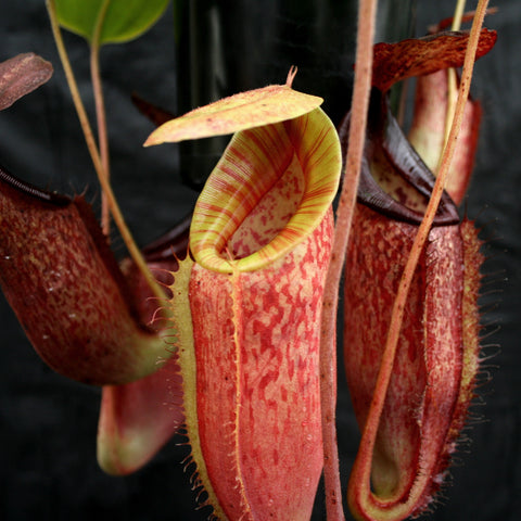 Close up of red Nepenthes glandulifera x spathulata x jacquelineae BE Best pitcher with yellow striped interior and hairy edges