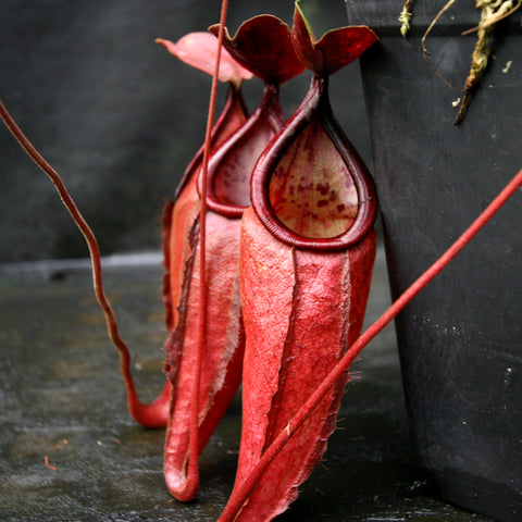 Nepenthes Viking x sumatrana with bright red elongated pitcher traps and curling peristome.