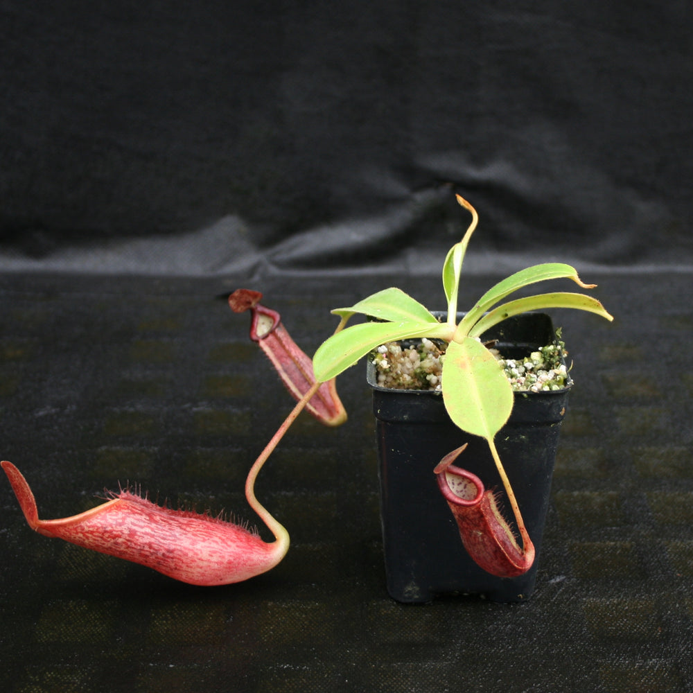 
                      
                        Nepenthes glandulifera x (spathulata x jacquelineae) "BE Best", CAR-0066, pitcher plant, carnivorous plant, collectors plant, large pitchers, rare plants 
                      
                    