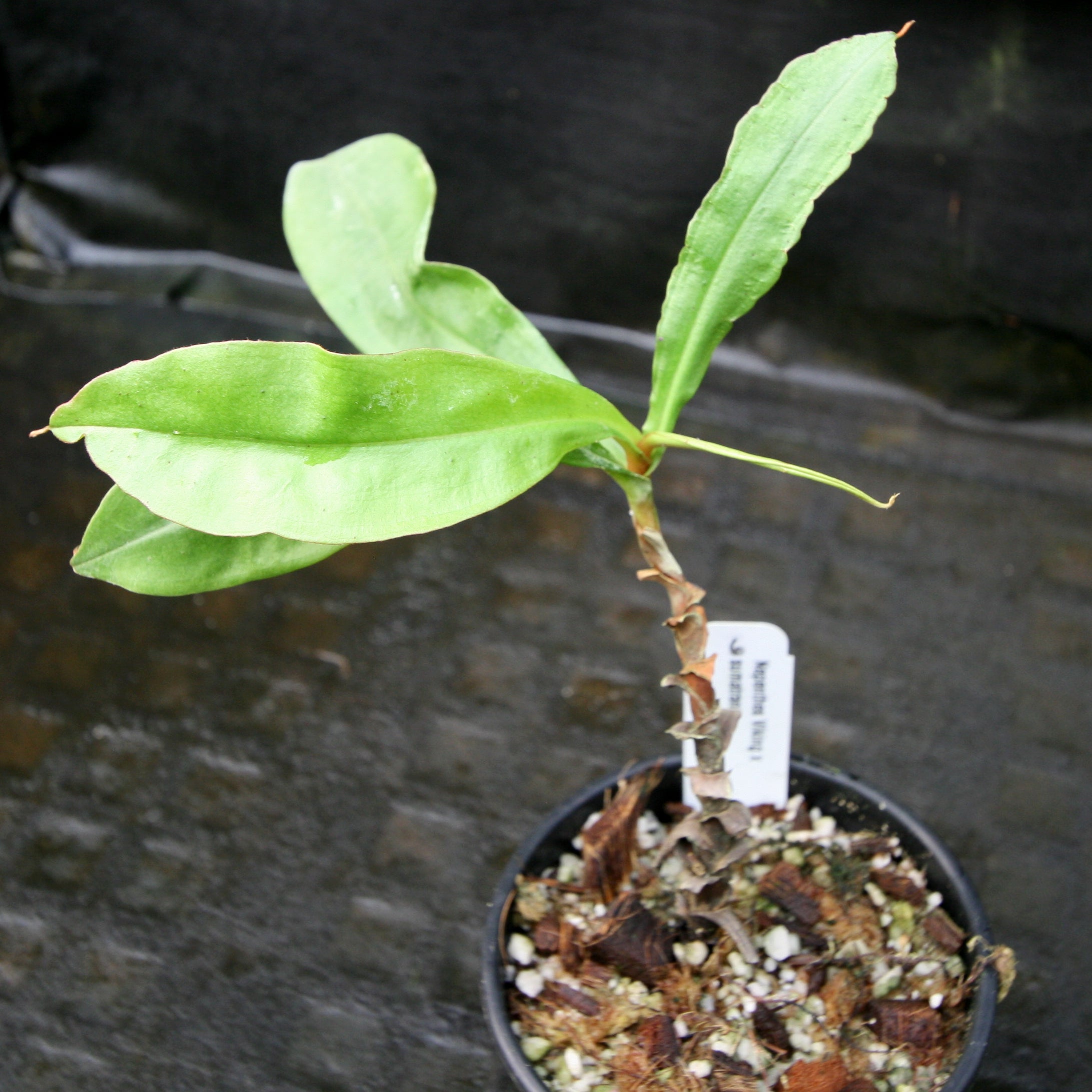 Nepenthes Viking x sumatrana – Carnivero
