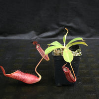 Nepenthes glandulifera x (spathulata x jacquelineae) "BE Best", CAR-0066