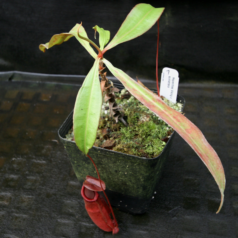 
                      
                        Nepenthes Viking x sumatrana
                      
                    