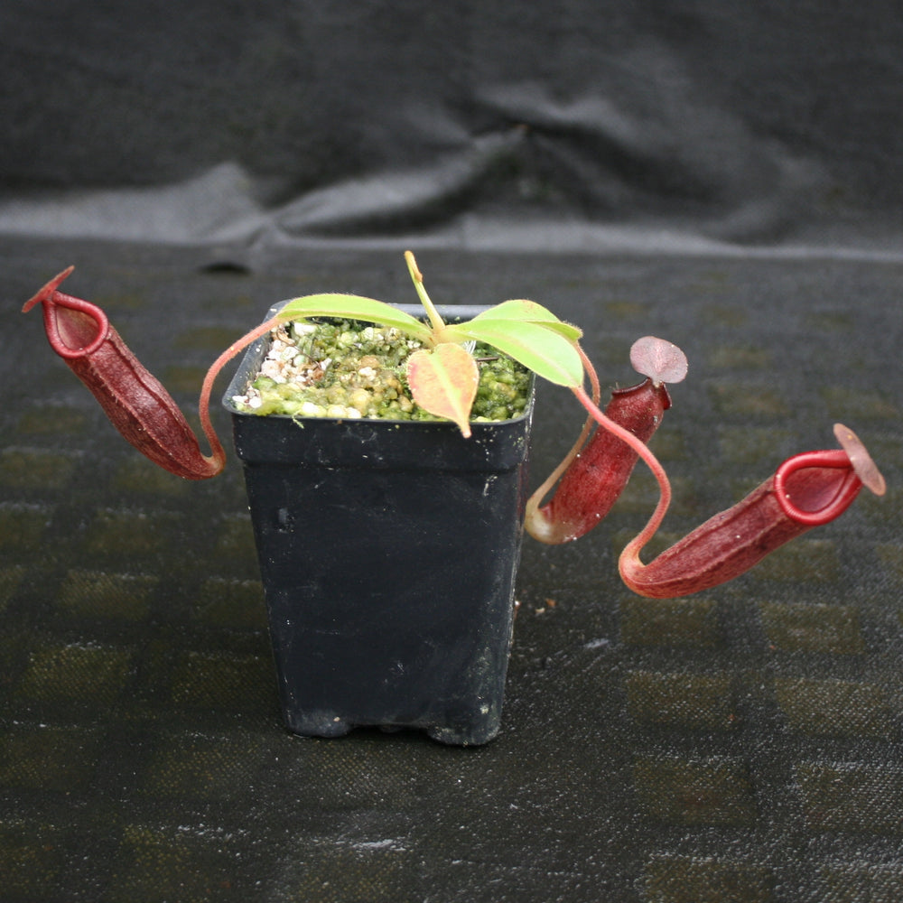 
                      
                        Nepenthes glandulifera x (spathulata x jacquelineae) "BE Best", CAR-0066, pitcher plant, carnivorous plant, collectors plant, large pitchers, rare plants 
                      
                    