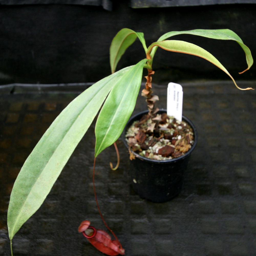 
                      
                        Nepenthes Viking x sumatrana
                      
                    
