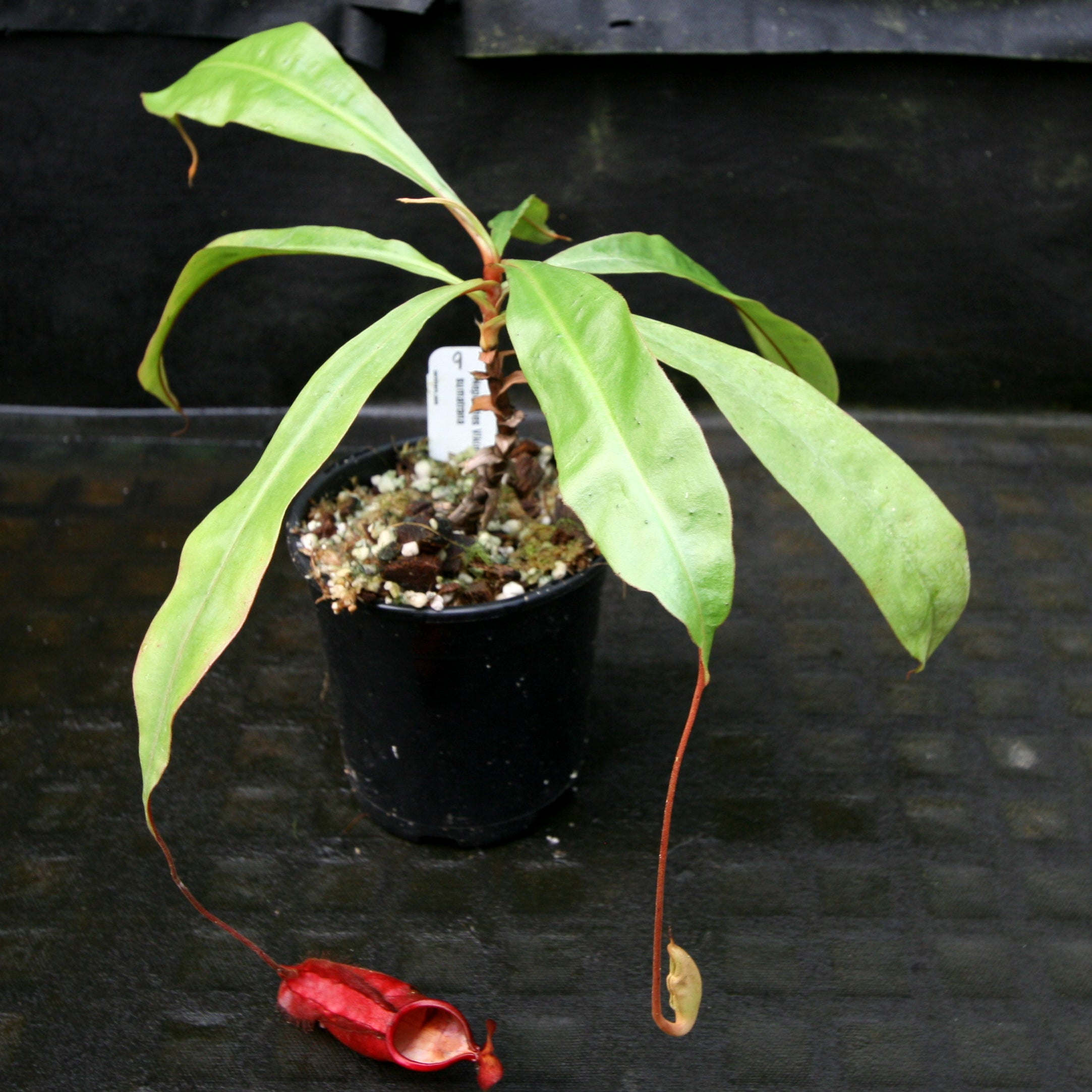 Nepenthes Viking x sumatrana – Carnivero