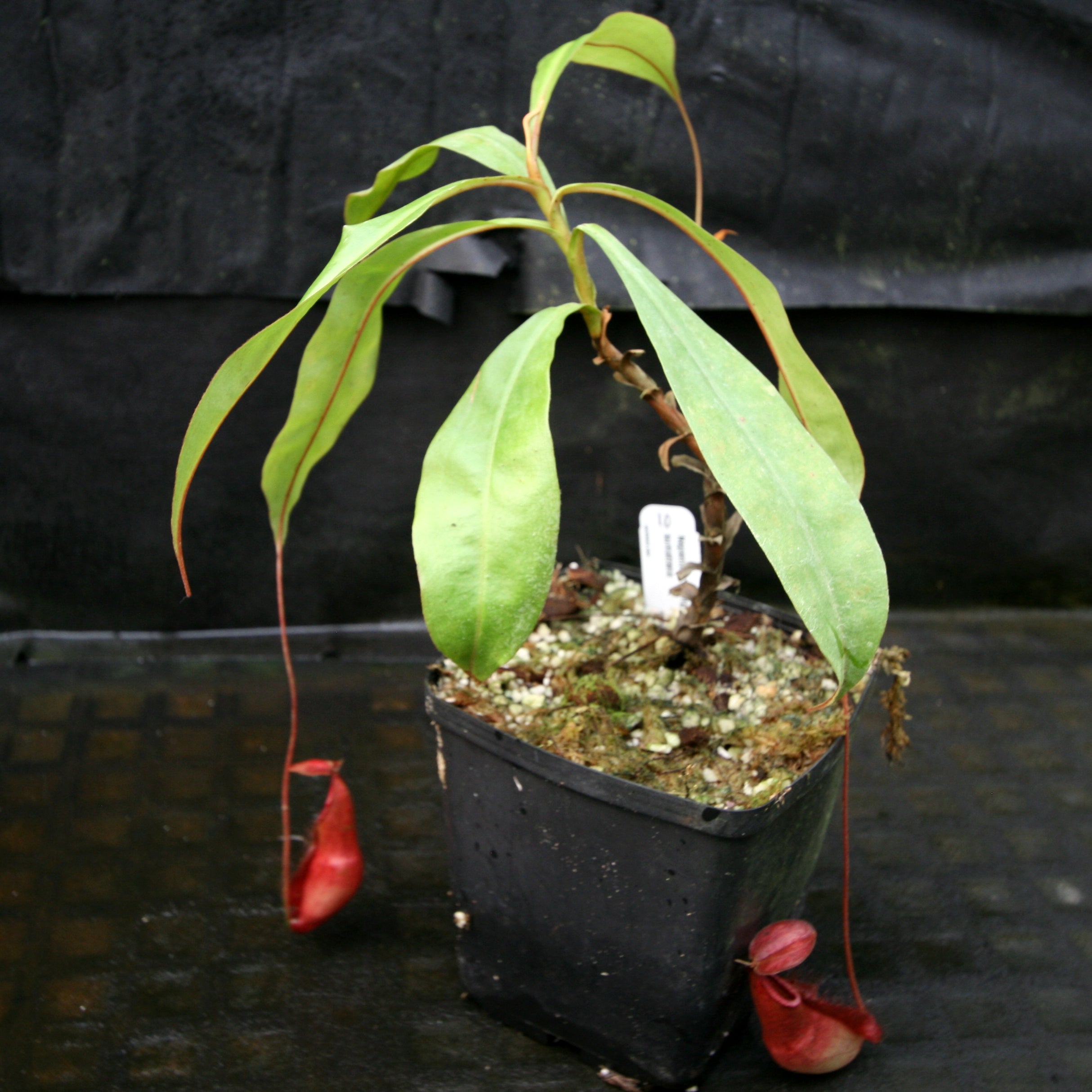 Nepenthes Viking x sumatrana – Carnivero