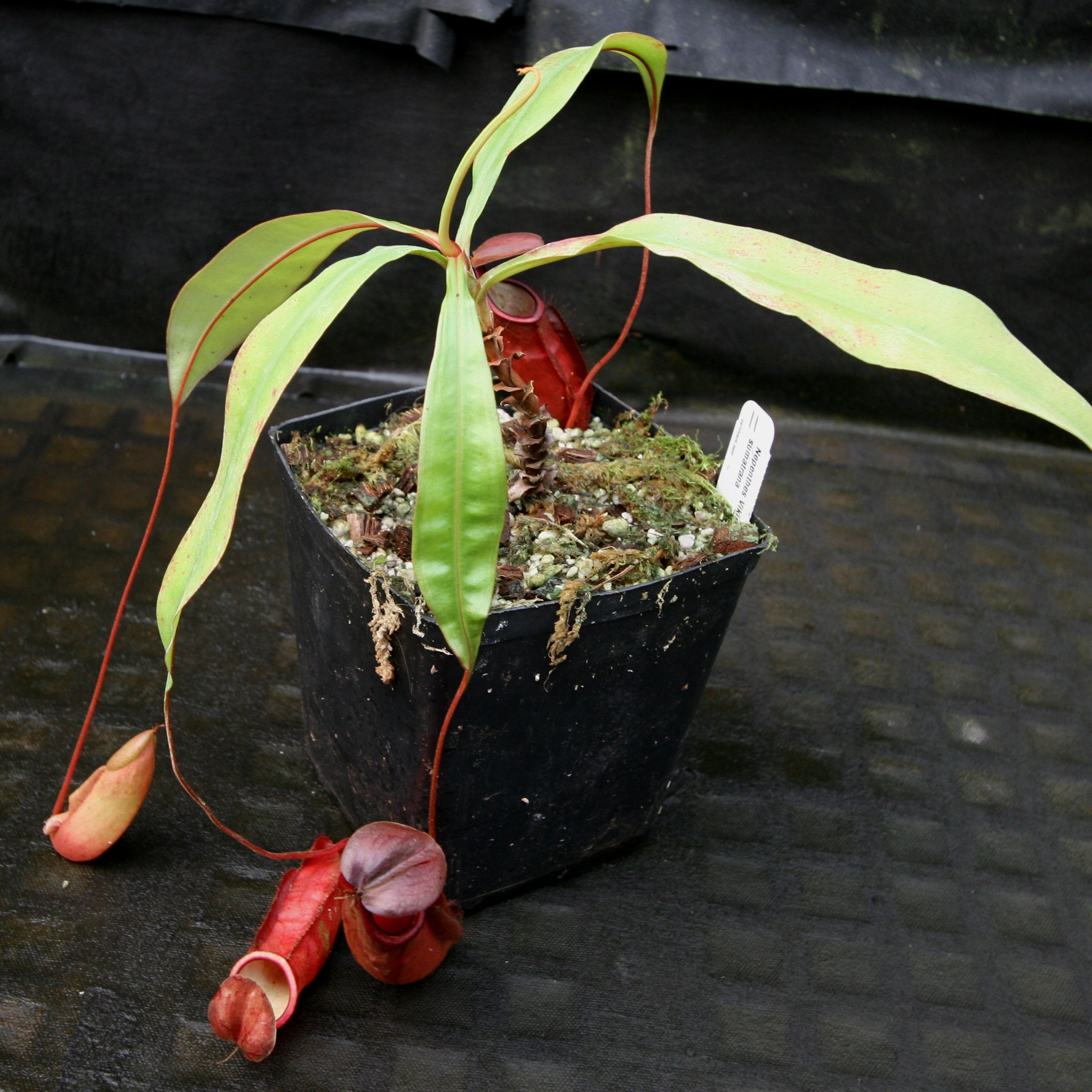 Nepenthes Viking x sumatrana – Carnivero