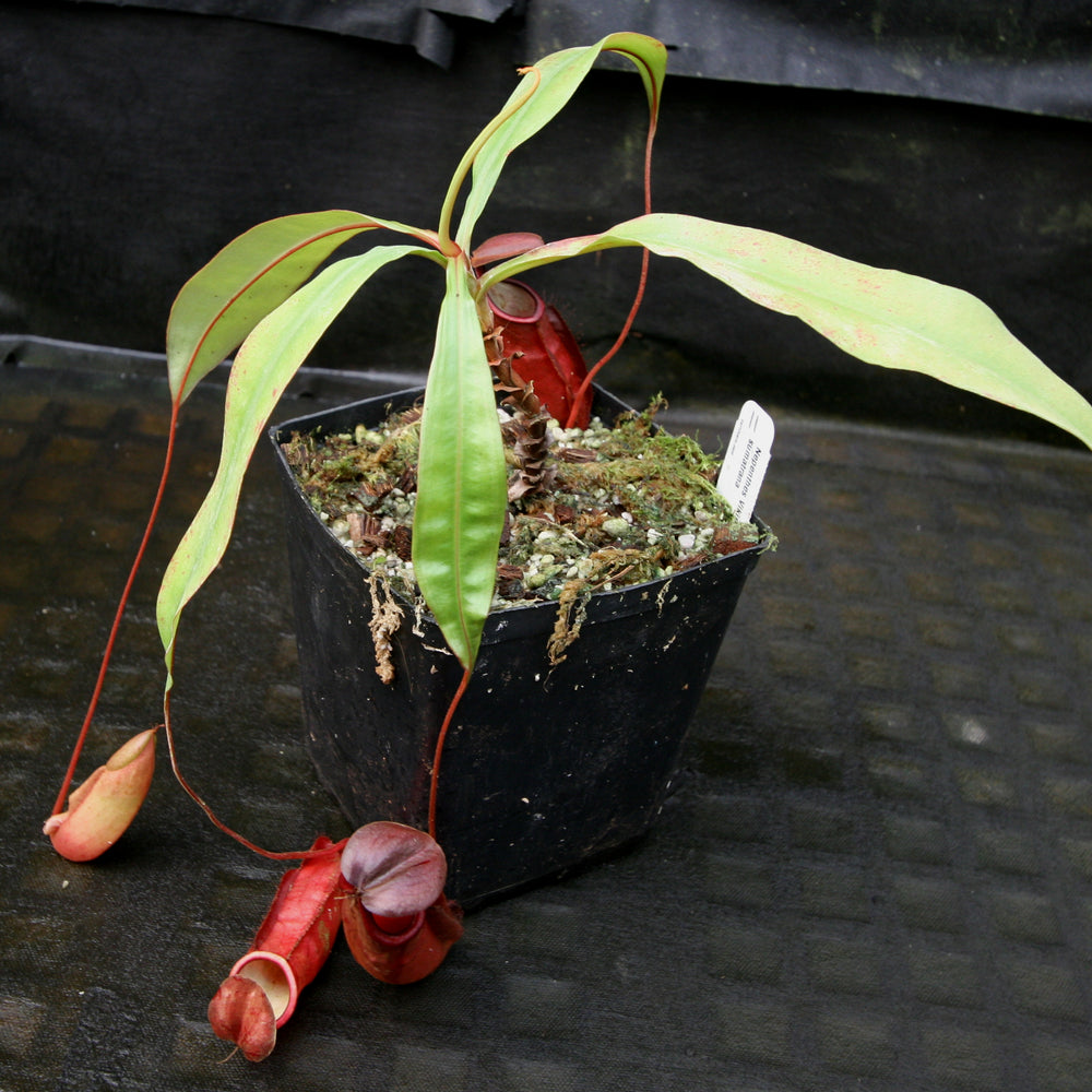 
                      
                        Nepenthes Viking x sumatrana
                      
                    