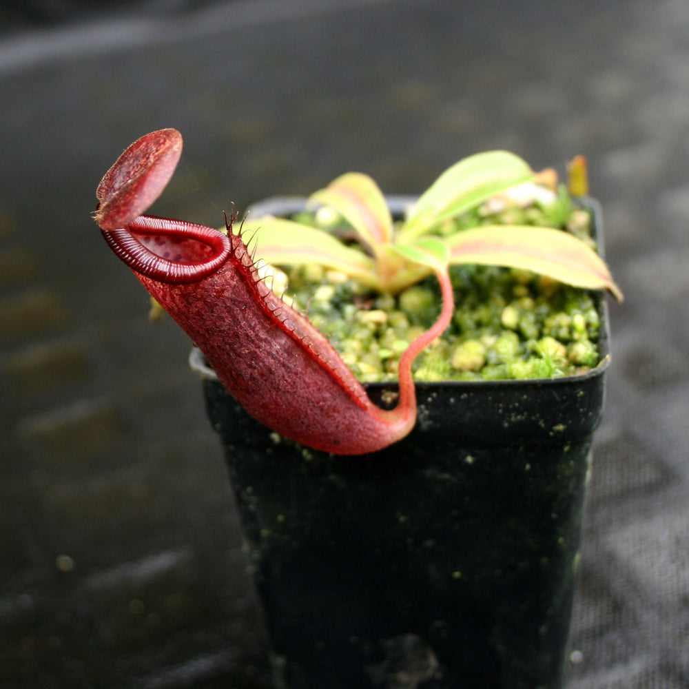 
                      
                        Nepenthes glandulifera x (spathulata x jacquelineae) "BE Best", CAR-0066, pitcher plant, carnivorous plant, collectors plant, large pitchers, rare plants 
                      
                    