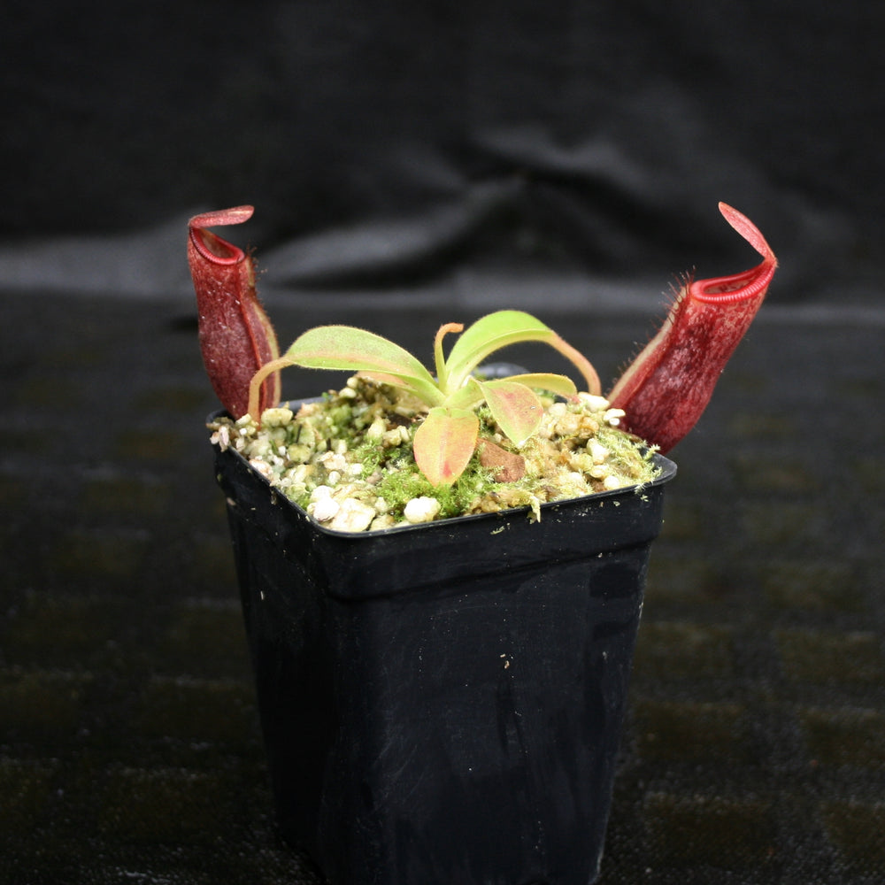 
                      
                        Nepenthes glandulifera x (spathulata x jacquelineae) "BE Best", CAR-0066, pitcher plant, carnivorous plant, collectors plant, large pitchers, rare plants 
                      
                    