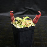 Nepenthes glandulifera x (spathulata x jacquelineae) "BE Best", CAR-0066, pitcher plant, carnivorous plant, collectors plant, large pitchers, rare plants 