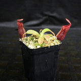 Nepenthes glandulifera x (spathulata x jacquelineae) "BE Best", CAR-0066
